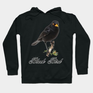 a British black bird perched on a branch Hoodie